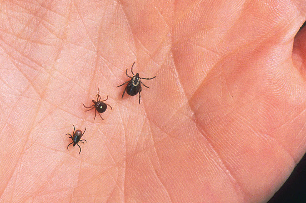 Maine Ranked Worst in Country For Lyme Disease