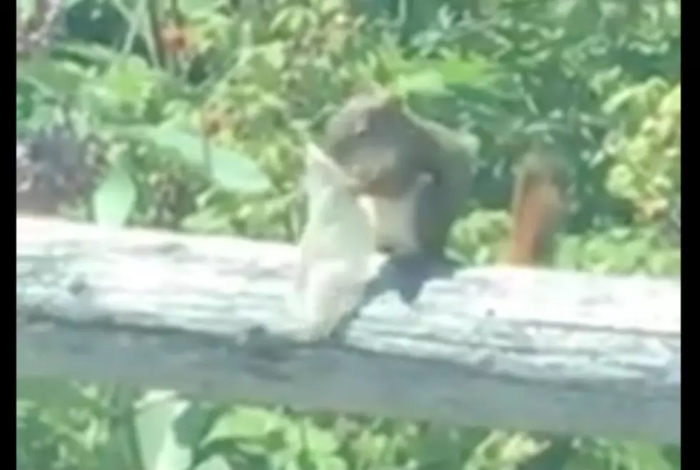 WATCH: Squirrel In Maine Casually Snacks Out Of A Used Condom