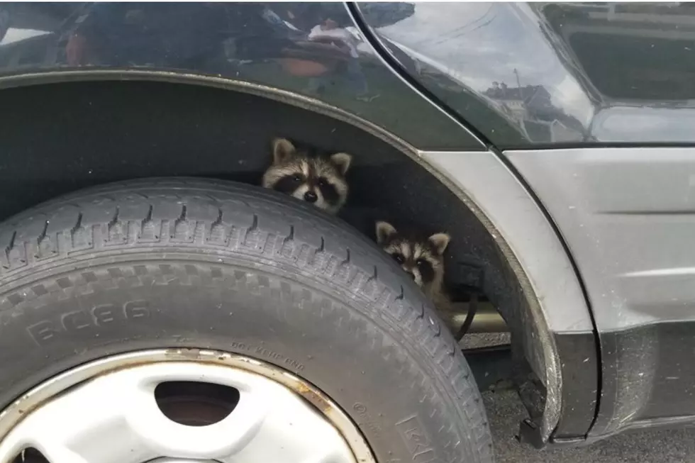 NH Police Help Relocate A Pair Of Adorable Raccoons Attempting To Hitchhike