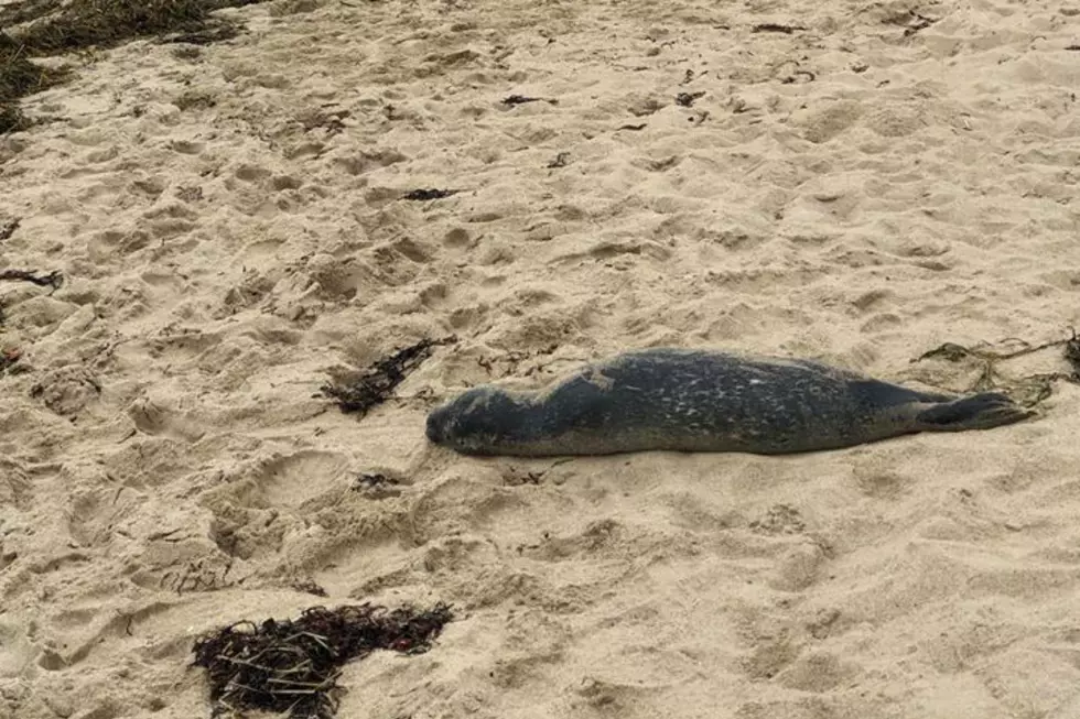 11 Dead Seals Found Scattered Across Beaches In Saco