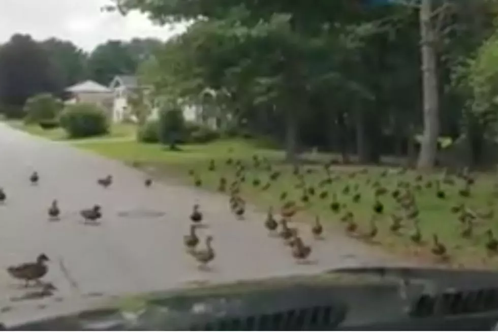 WATCH: Serious Flock Of Ducks Take Over Street In Lewiston