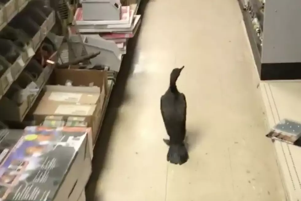 WATCH: Bird In Lincolnville Does Some Casual Hardware Shopping