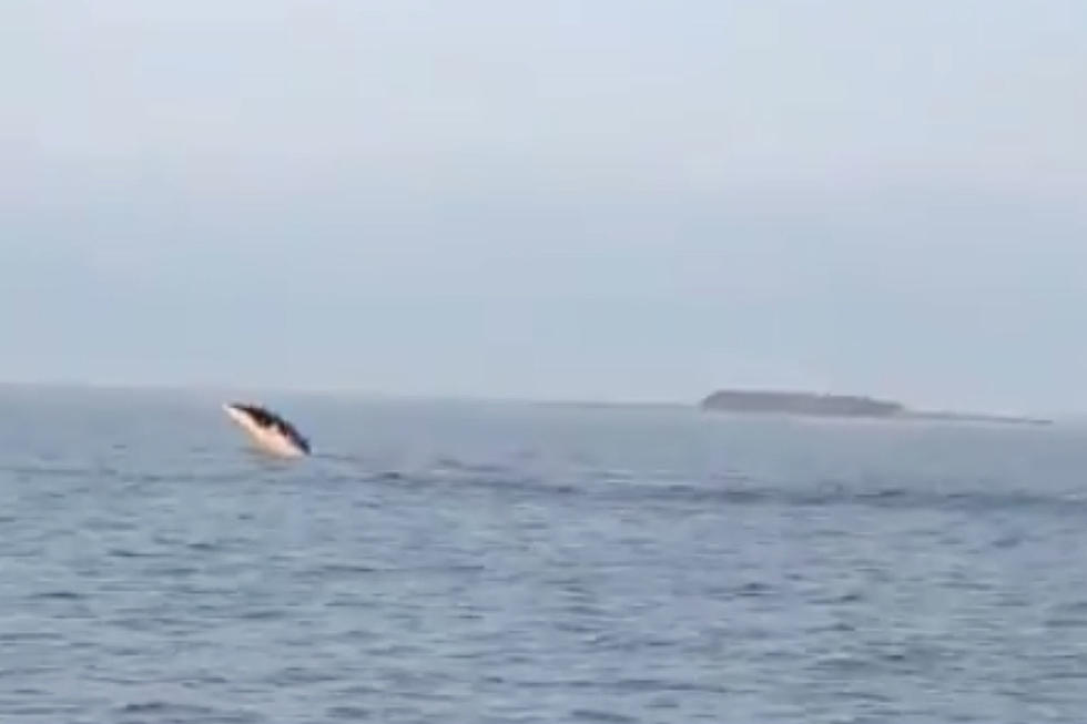 WATCH: Whale Splashes Around Off The Coast Of Cape Elizabeth