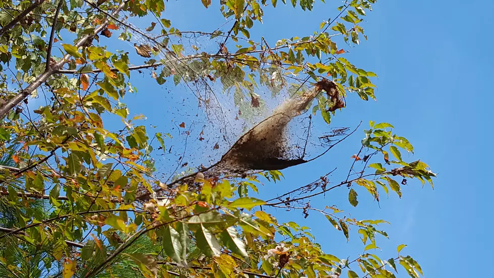 Parasitic Flies Will Be Released In Efforts to Save Maine Forests