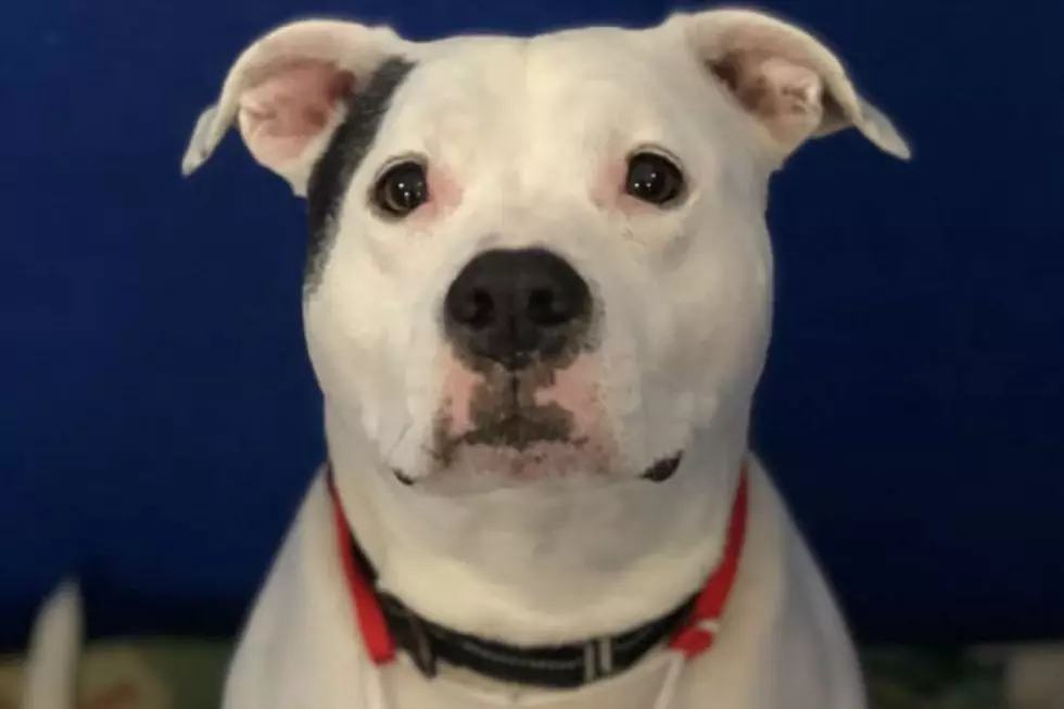 For Almost 4 Years, This Dog Has Been In A Maine Shelter 