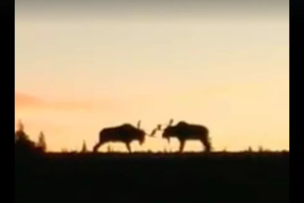 WATCH: Two Majestic Moose Battle As The Sun Rises In Maine