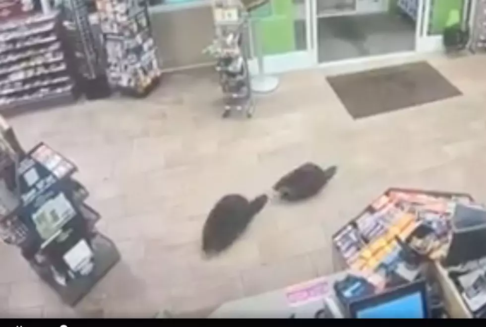 WATCH: Two Beavers Decided To Visit Cumberland Farms Late Night For A Snack