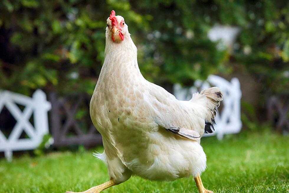 Chicken Allegedly Caught Loitering at Local Business in Augusta