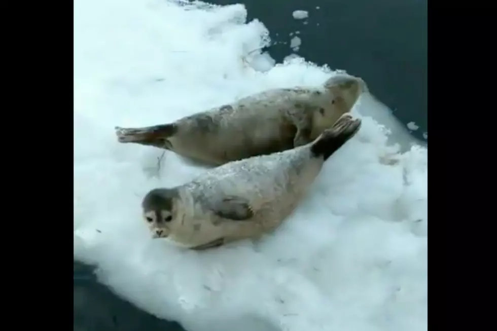 WATCH: Seals Floating Down The Kennebunk River Is Just So Maine