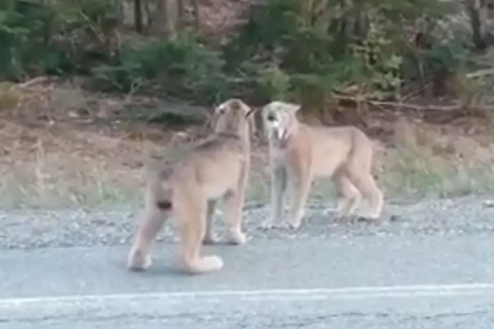 Two Maine Lynx In Jackman Caught Using Their Unforgettable Voices