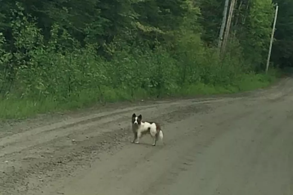 Residents Of A Small Maine Town Are Furious After Someone Abandoned Several Dogs On A Remote Road