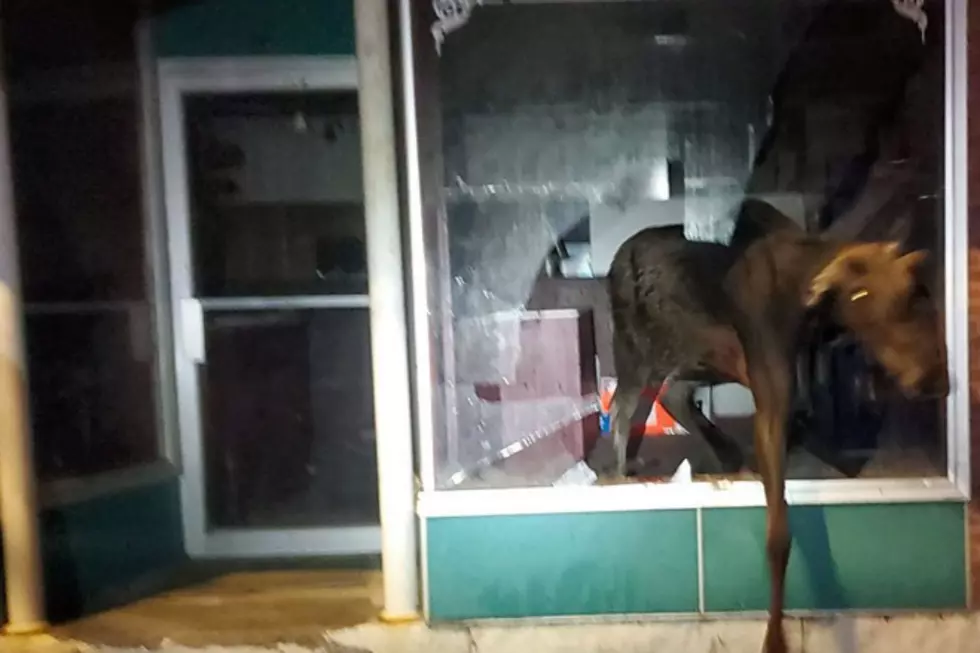 Police In Maine Say A Moose Is The Prime Suspect In A Pizzeria Break-In