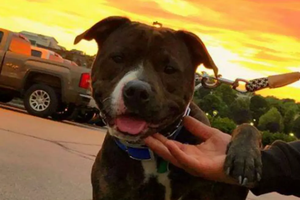A 2-Year-Old Bulldog Mix Named Gronk Is Looking For A New Home In Maine