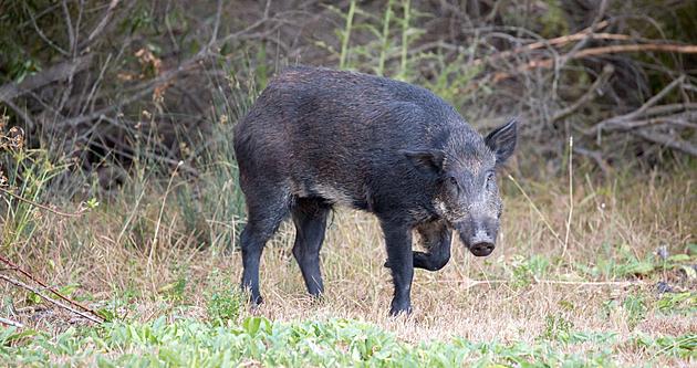Buxton Police Warn Residents To Be On The Lookout For Feral Hogs
