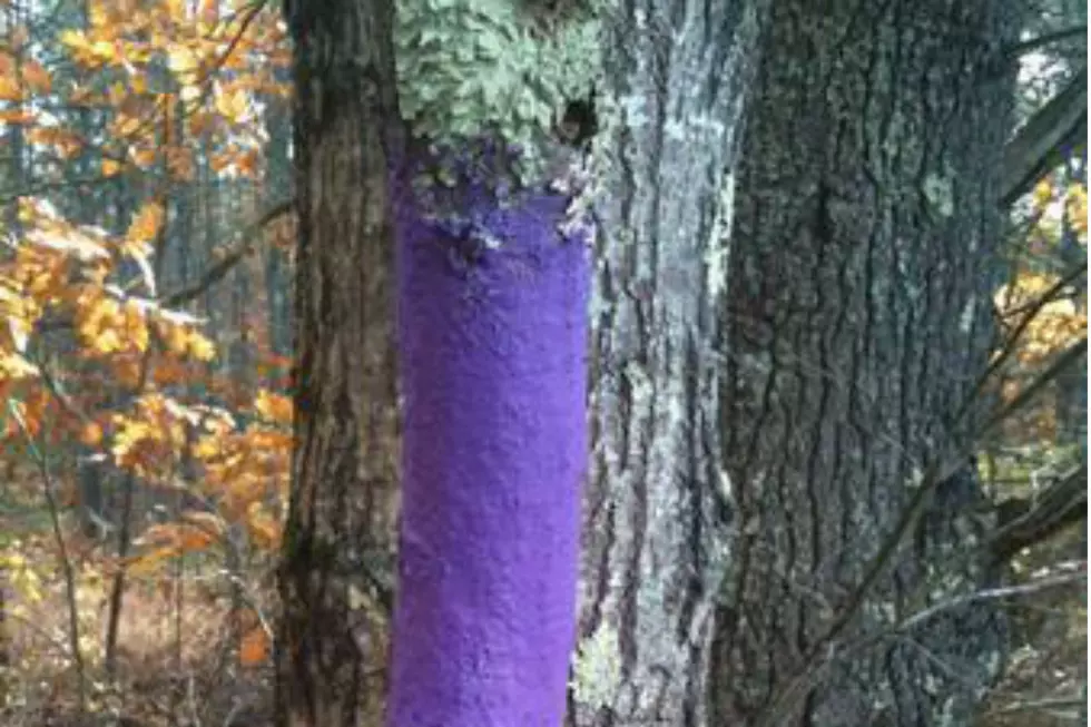 You Need To Know Why Some Trees In Maine Are Painted With Purple Stripes