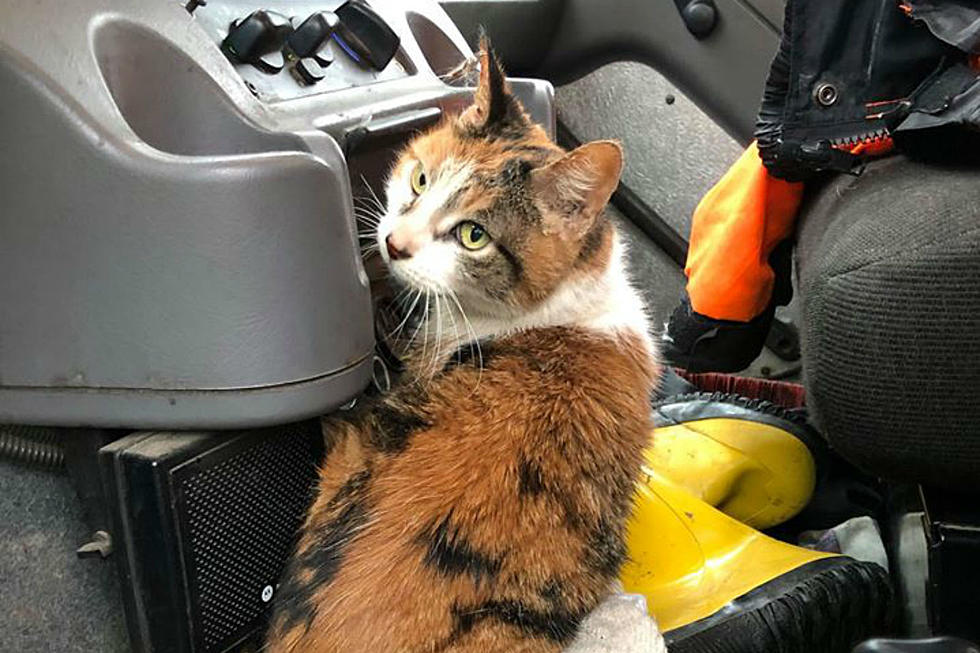 NH Public Works Saves Gorgeous Cat Being Thrown Away In Trash Bin