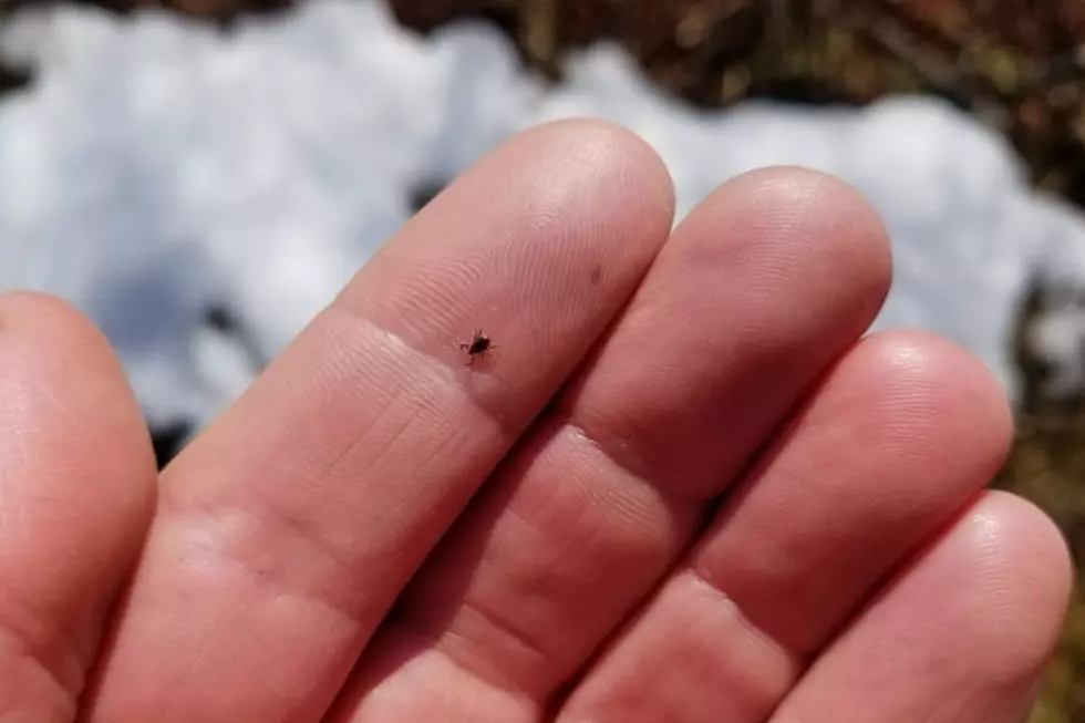 Mild Winter Leads To Early Hatching Of Ticks Across New England
