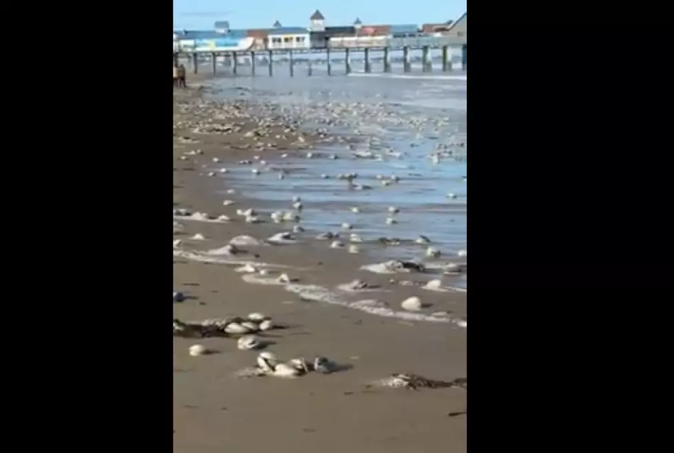 With No People Around, Clams Came Out To Play In Old Orchard Beach