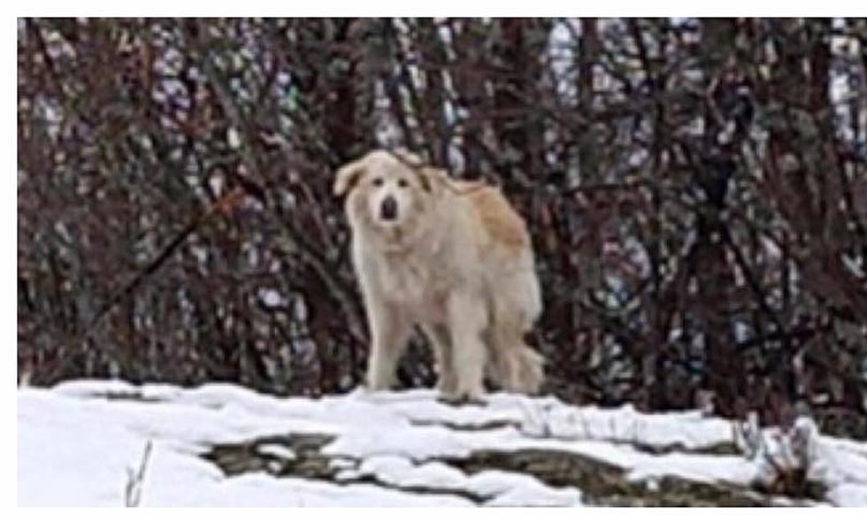A Dog In Maine Missing For More Than Six Months Was Found Alive