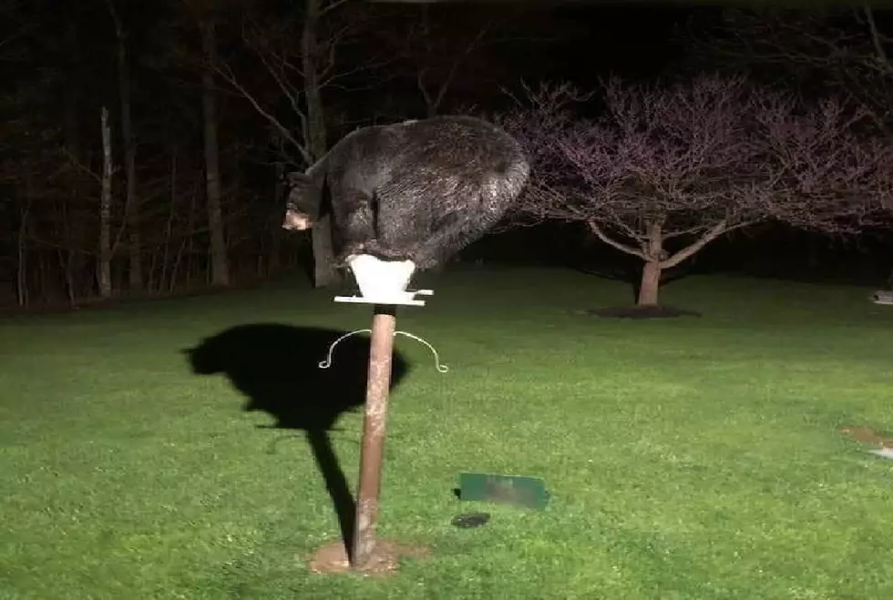 Black Bear Caught Perching Atop A Birdhouse In Maine