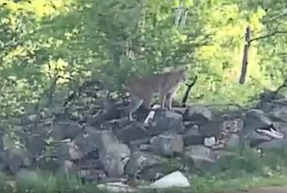 WATCH: Someone Call The Tiger King As Huge Bobcat Spotted In Maine