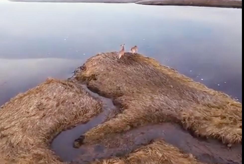 WATCH: Some Deer Go For A Sunrise Swim In The Scarborough Marsh