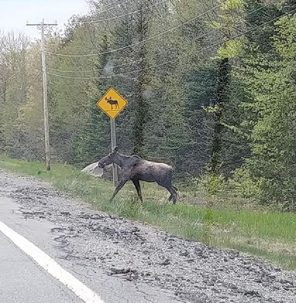 A Moose In Maine Took A 'Moose Crossing' Sign Very Seriously