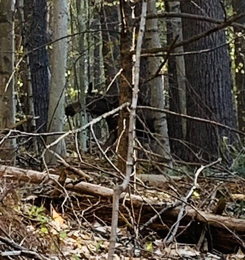 Rare Moose Sighting At Thorncrag Nature Sanctuary In Lewiston