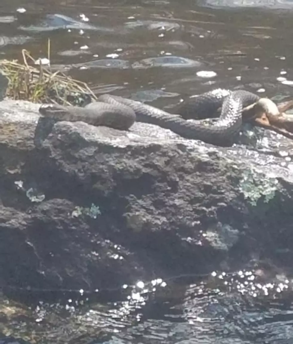 Man Gets Close and Personal With A Snake While Fishing In Maine
