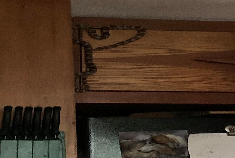 A Maine Woman Is Startled When She Finds A Big Snake Stuck To Her Wall