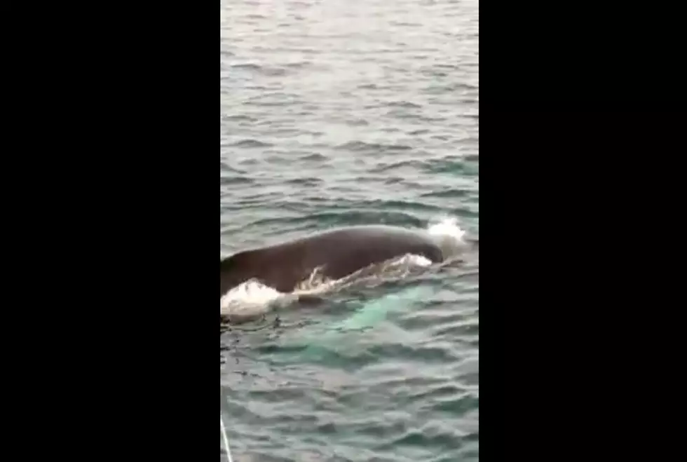 WATCH: A Humpback Whale Mom and Calf Peacefully Swimming Off Ogunquit Coast