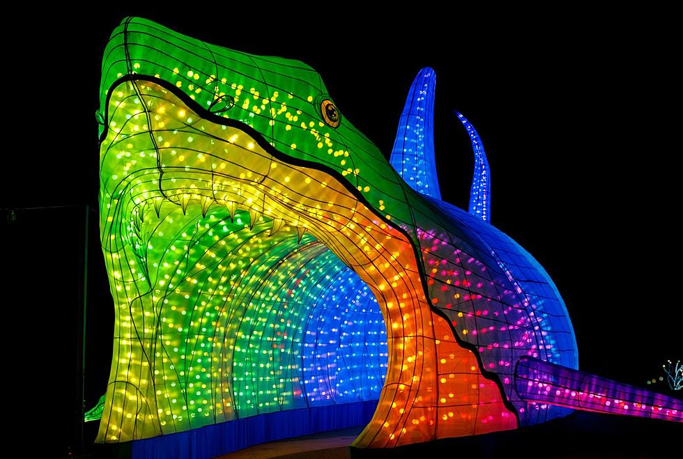 A Walkthrough Light Festival At A Boston Zoo Will Blow Your Mind