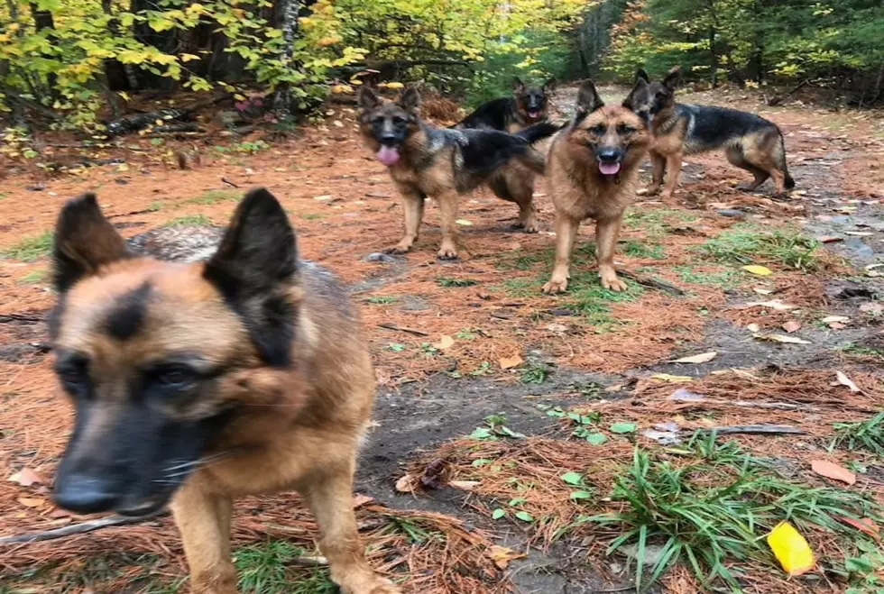 Take A Guided Hike In Maine With A Pack Of German Shepherds