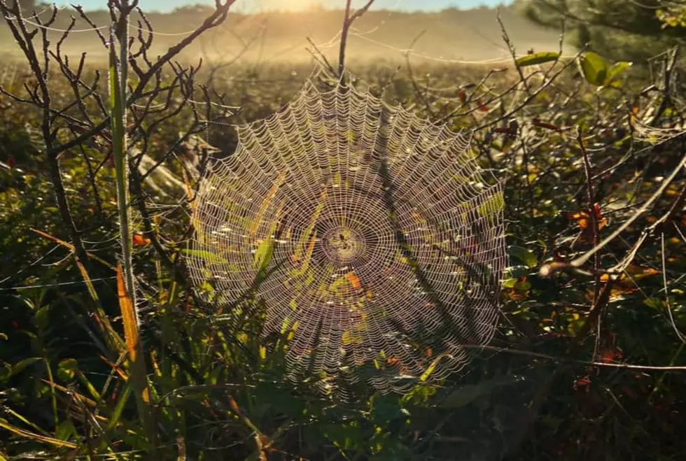 Spiders Are Weaving Some Incredible Masterpiece Webs In Old Orchard Beach