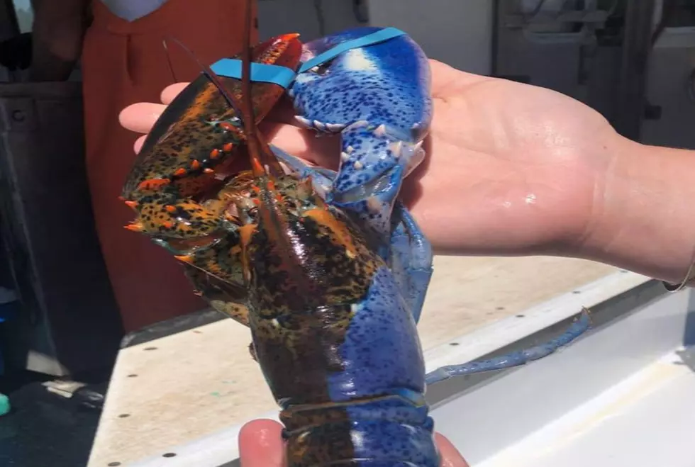 A Rare Split-Colored Lobster Was Caught off the Coast of Maine