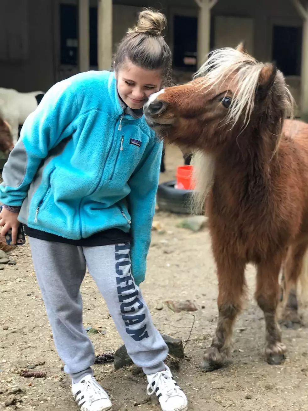 Become Best Friends With Magical Miniature Horses At A Farm In NH