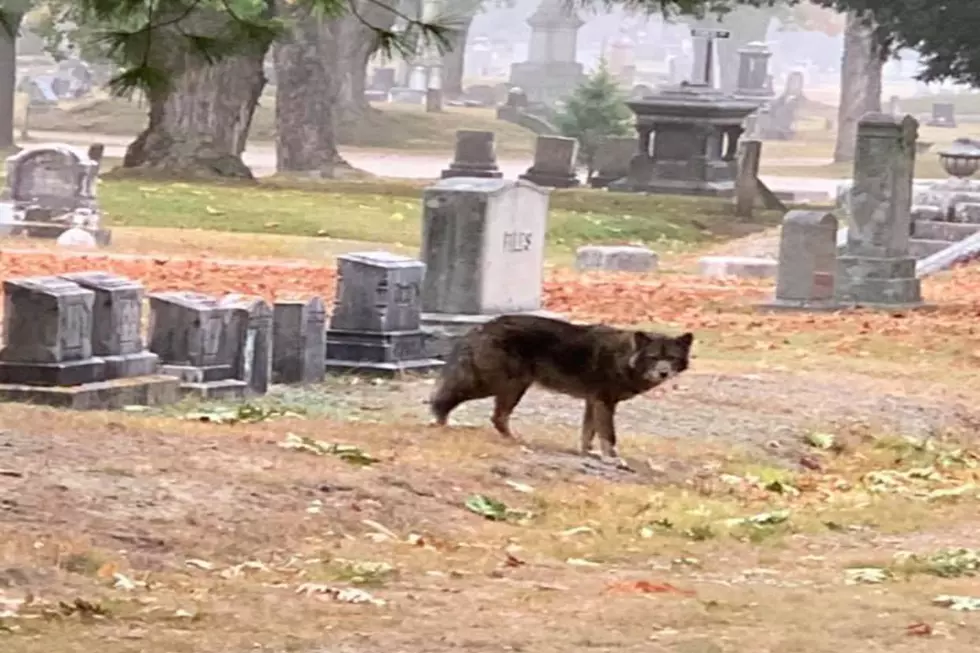Mysterious WolfCoyDog Spotted Lurking Through Portland Cemetery