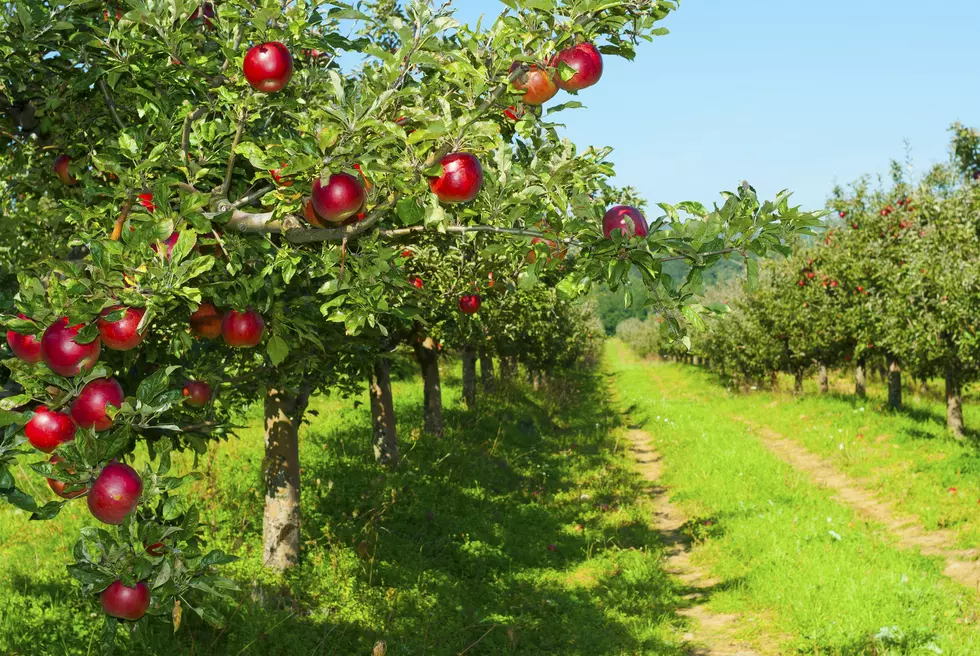 During Prohibition, Apple Picking Turned Into Booze Season In Maine