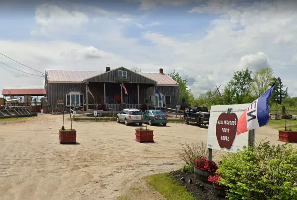 An Apple Orchard In Maine Introduced A Willy Wonka-Style Treasure Hunt This Past Weekend