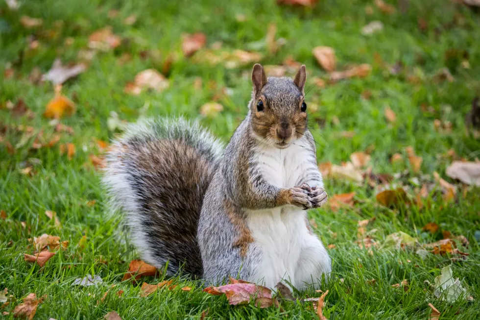 A New Map Suggests The Squirrel-to-Human Ratio In Maine Is Absolutely Wild