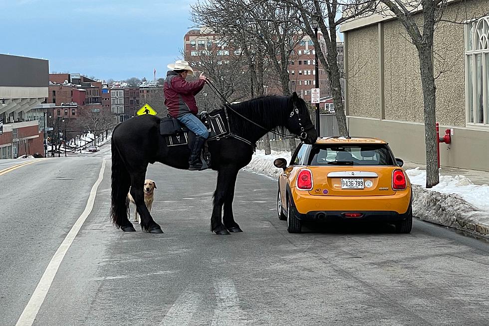 Horse Guy Had An Adventurous Tuesday Riding Around Portland