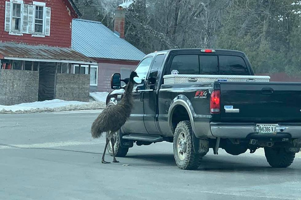 WATCH: An Emu Named Clark Went ‘Hitchhiking’ In A Small Maine Town