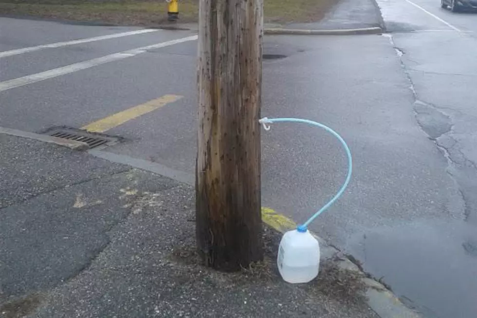 Clearly Not Everyone In Maine Understands Which Trees To Tap