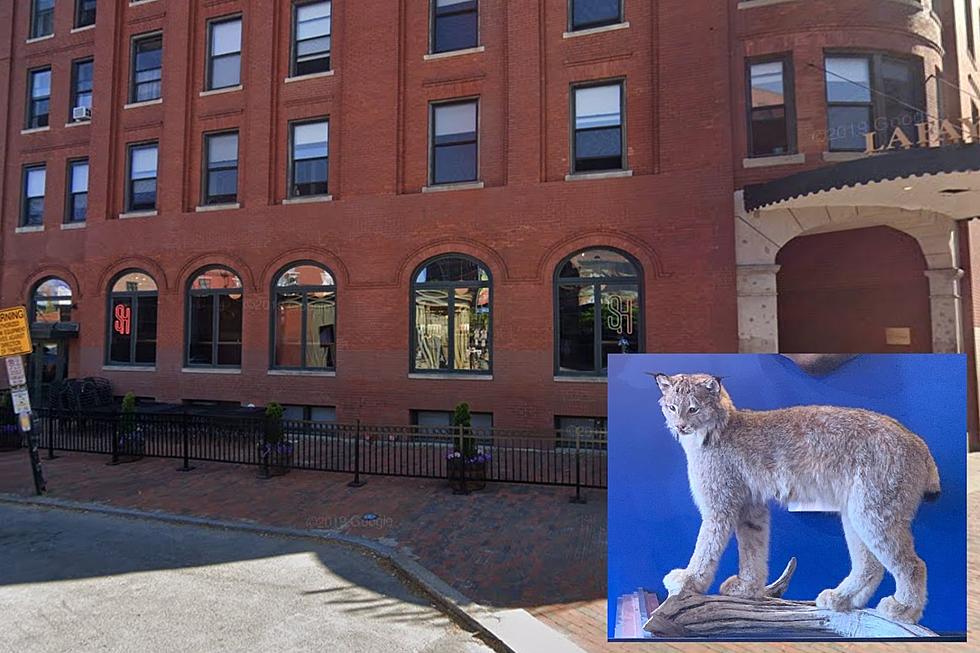 Someone Stole a Giant Stuffed Cat Out of a Crowded Portland Bar