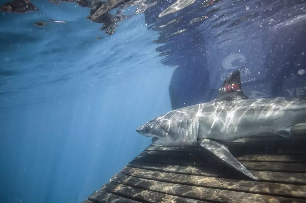 There&#8217;s a 10-Foot, 460-Pound Great White Shark Swimming Off the Coast of Maine