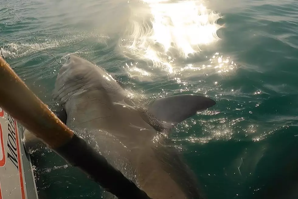 The Same Great White Shark Spotted Twice Off the Coast of Maine