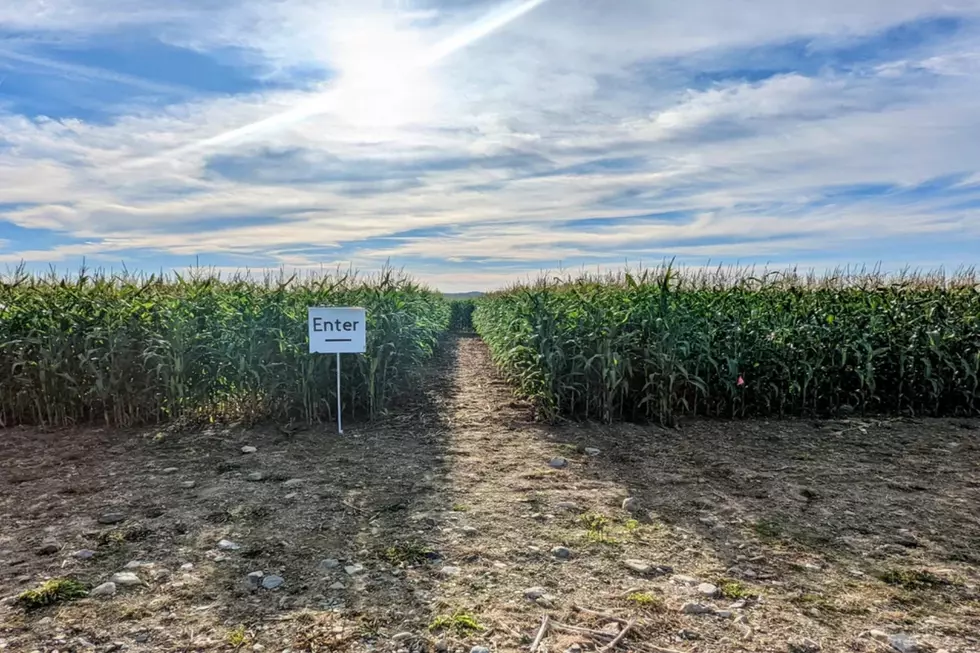 Mysterious Corn Maze in Maine with a Sign That Simply Says Enter
