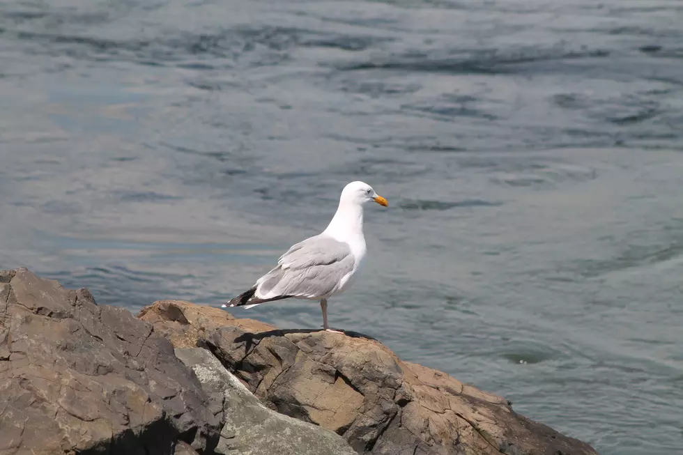 Is It Illegal to Feed a Seagull in Maine?