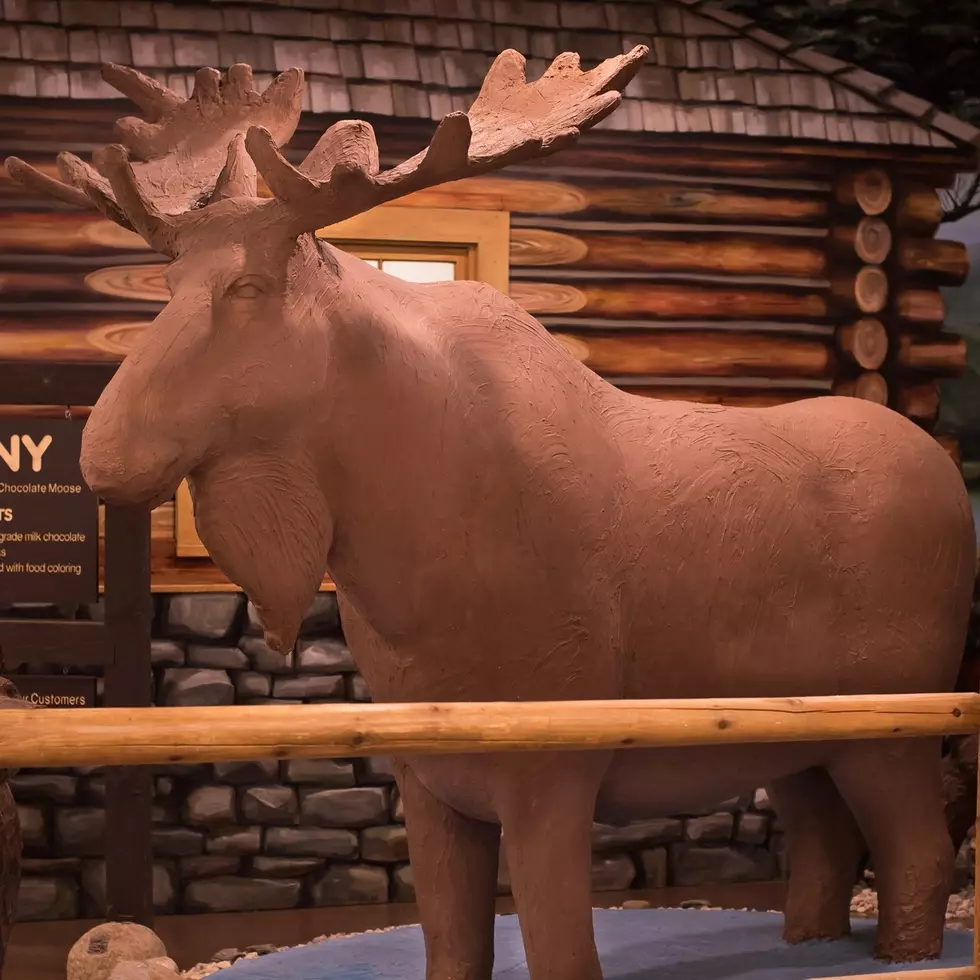 The World's Only Life-Size 1,700-Pound Chocolate Moose in Maine