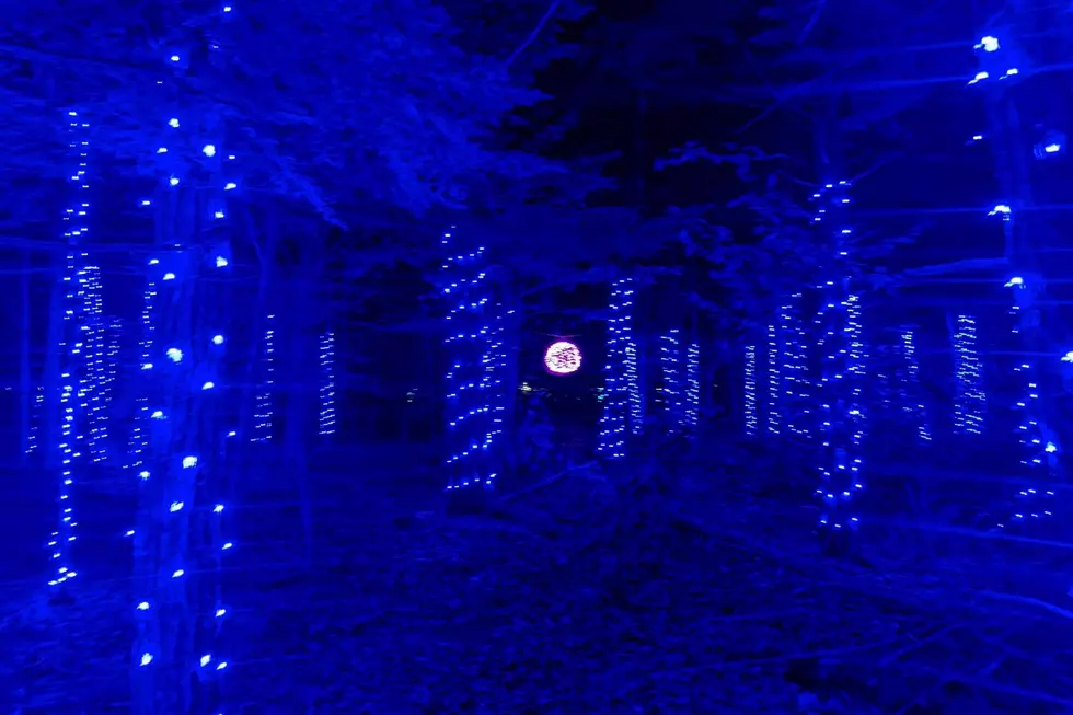 Thousands of Lights illuminate the Woods on This Mystifying Walk in Lebanon, Maine